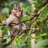 Forêt des singes - Ubud
